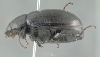 Media type: image;   Entomology 611422 Aspect: habitus lateral view